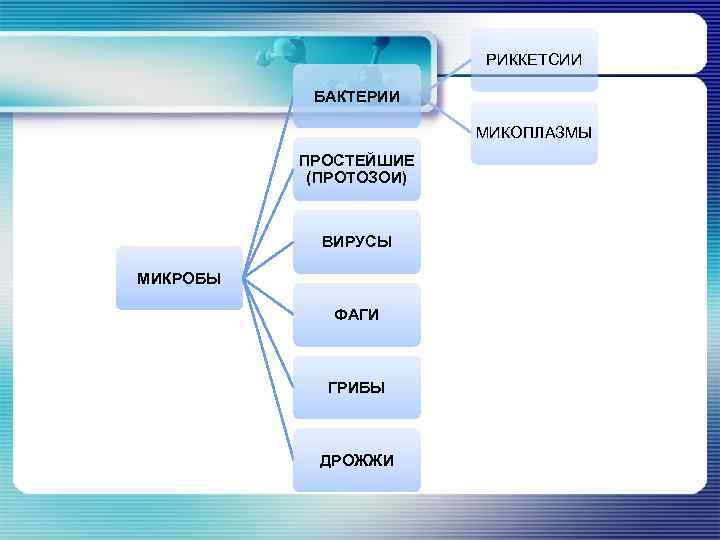РИККЕТСИИ БАКТЕРИИ МИКОПЛАЗМЫ ПРОСТЕЙШИЕ (ПРОТОЗОИ) ВИРУСЫ МИКРОБЫ ФАГИ ГРИБЫ ДРОЖЖИ 