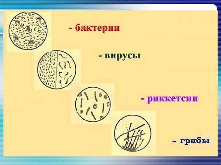 Бактерии вирусы грибы. Бактерии вирусы риккетсии грибки. Бактерии; риккетсии; вирусы; грибки; простейшие.. Бактерии вирусы грибки простейшие. Риккетсии форма бактерии.