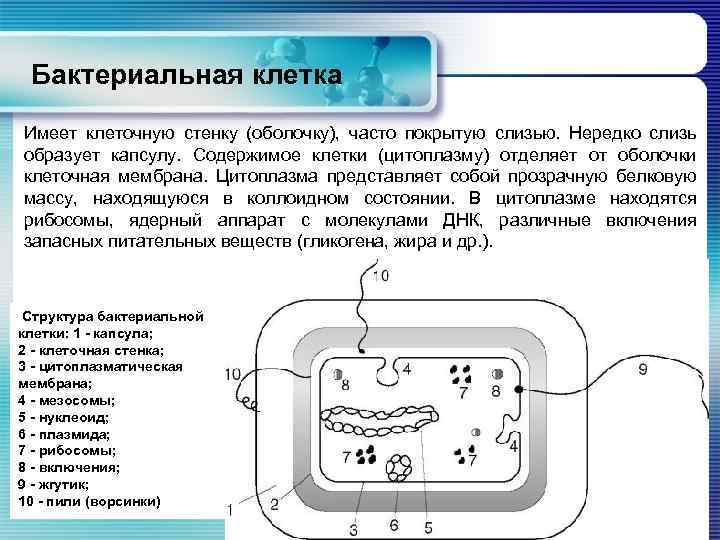 Бактериальная клетка Имеет клеточную стенку (оболочку), часто покрытую слизью. Нередко слизь образует капсулу. Содержимое