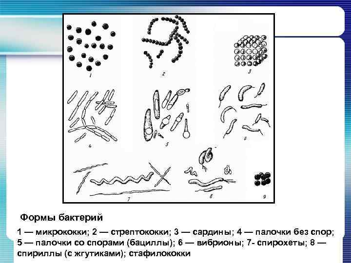 Форма бактерии вибрионы рисунок