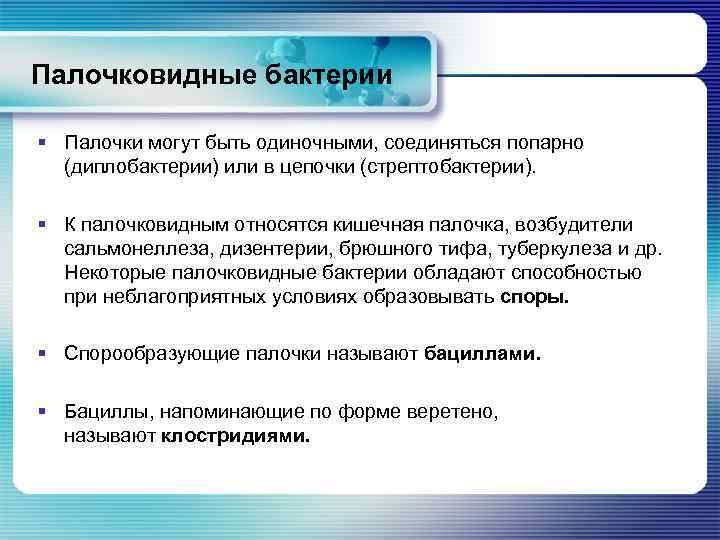 Палочковидные бактерии § Палочки могут быть одиночными, соединяться попарно (диплобактерии) или в цепочки (стрептобактерии).