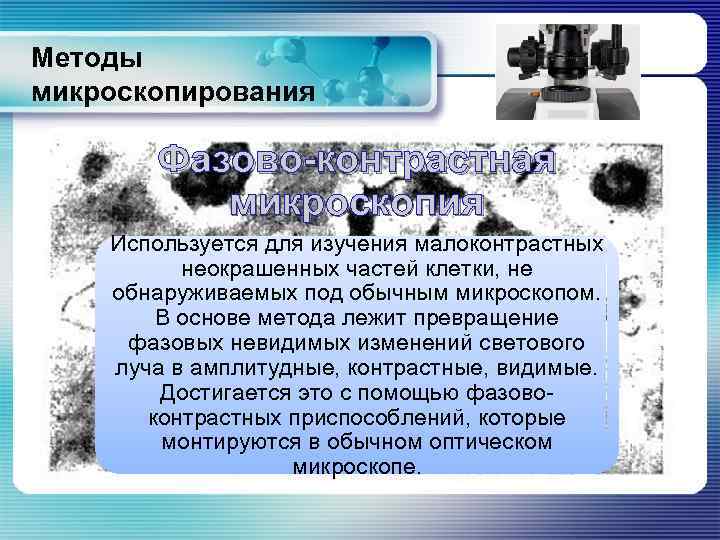Методы микроскопирования Фазово-контрастная микроскопия Используется для изучения малоконтрастных неокрашенных частей клетки, не обнаруживаемых под