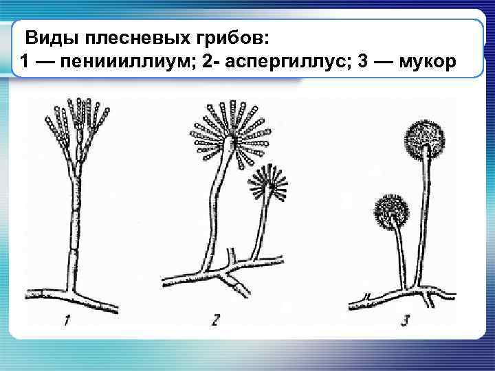 Плесневые Грибы Фото С Названиями