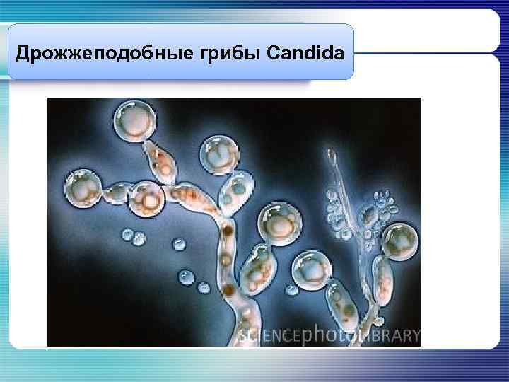 Дрожжеподобные грибы Candida 