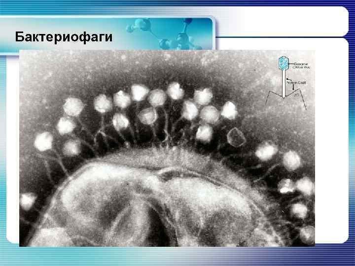 Бактериофаги 