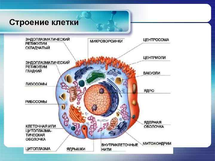 Клетка строение процессы. Витамины б строение клетки.