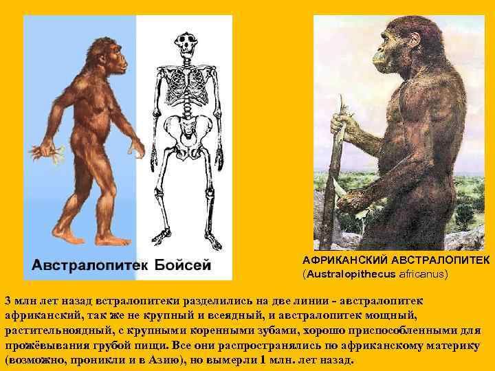 АФРИКАНСКИЙ АВСТРАЛОПИТЕК (Australopithecus africanus) 3 млн лет назад встралопитеки разделились на две линии -