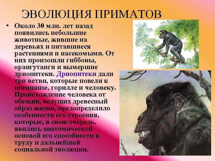 ЭВОЛЮЦИЯ ПРИМАТОВ • Около 30 млн. лет назад появились небольшие животные, жившие на деревьях