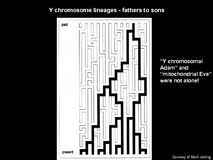 Y chromosome lineages - fathers to sons “Y chromosomal Adam” and “mitochondrial Eve” were