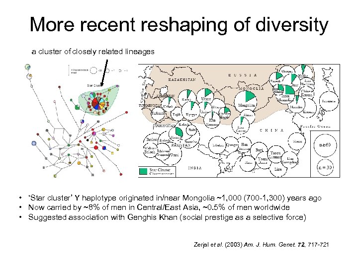 More recent reshaping of diversity a cluster of closely related lineages • ‘Star cluster’