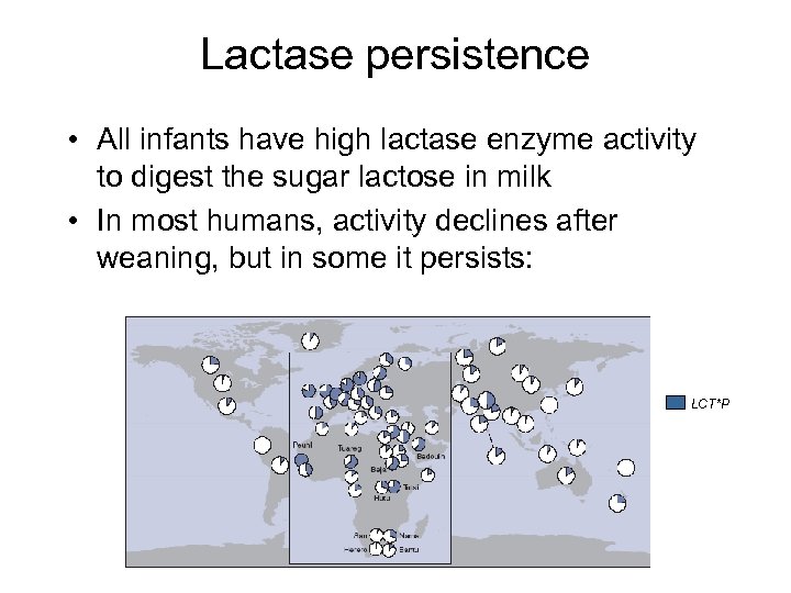 Lactase persistence • All infants have high lactase enzyme activity to digest the sugar