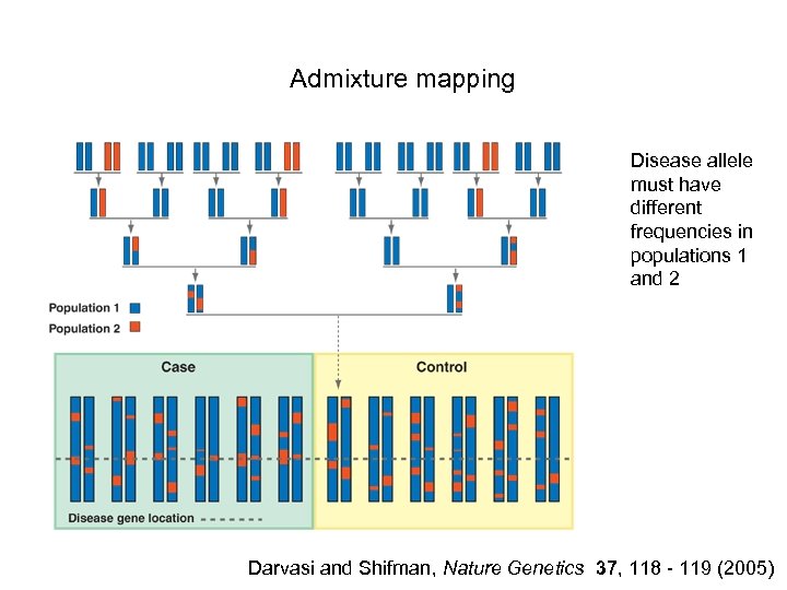 Admixture mapping Disease allele must have different frequencies in populations 1 and 2 Darvasi