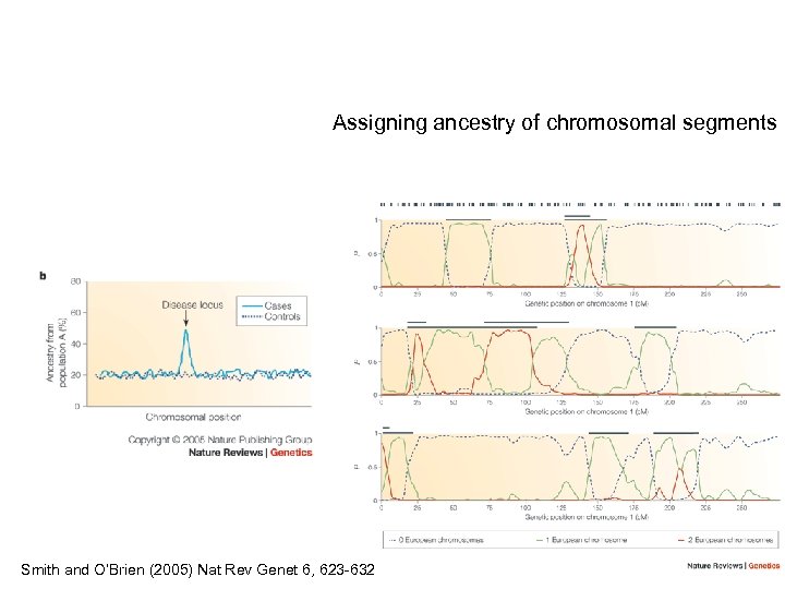 Assigning ancestry of chromosomal segments Smith and O’Brien (2005) Nat Rev Genet 6, 623