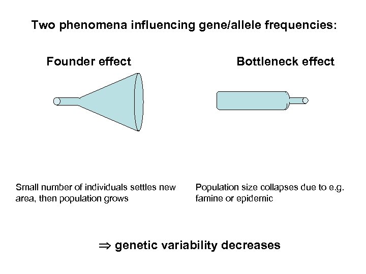 Two phenomena influencing gene/allele frequencies: Founder effect Small number of individuals settles new area,