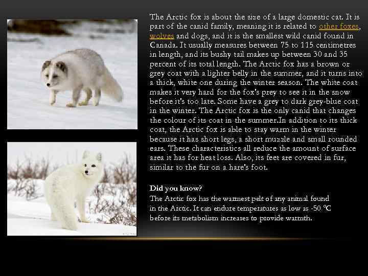 The Arctic fox is about the size of a large domestic cat. It is