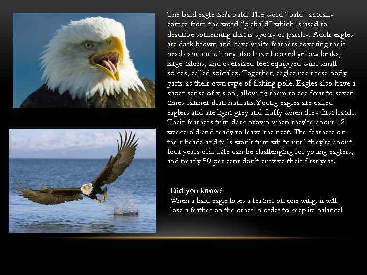 The bald eagle isn't bald. The word “bald” actually comes from the word “piebald”