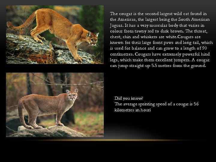 The cougar is the second largest wild cat found in the Americas, the largest