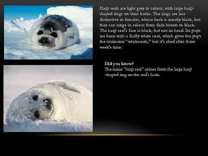 Harp seals are light grey in colour, with large harpshaped rings on their backs.