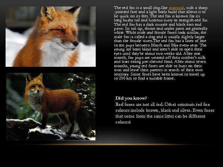 The red fox is a small dog-like mammal, with a sharp -pointed face and