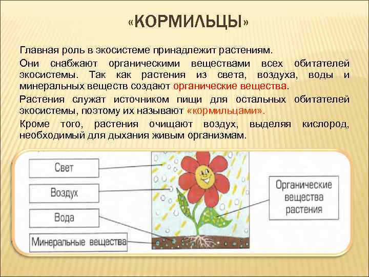  «КОРМИЛЬЦЫ» Главная роль в экосистеме принадлежит растениям. Они снабжают органическими веществами всех обитателей