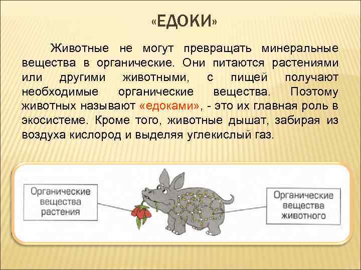  «ЕДОКИ» Животные не могут превращать минеральные вещества в органические. Они питаются растениями или