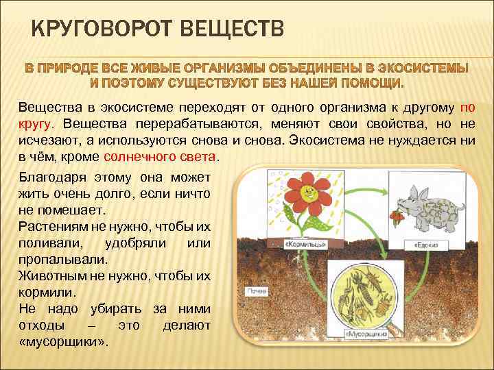 КРУГОВОРОТ ВЕЩЕСТВ Вещества в экосистеме переходят от одного организма к другому по кругу. Вещества