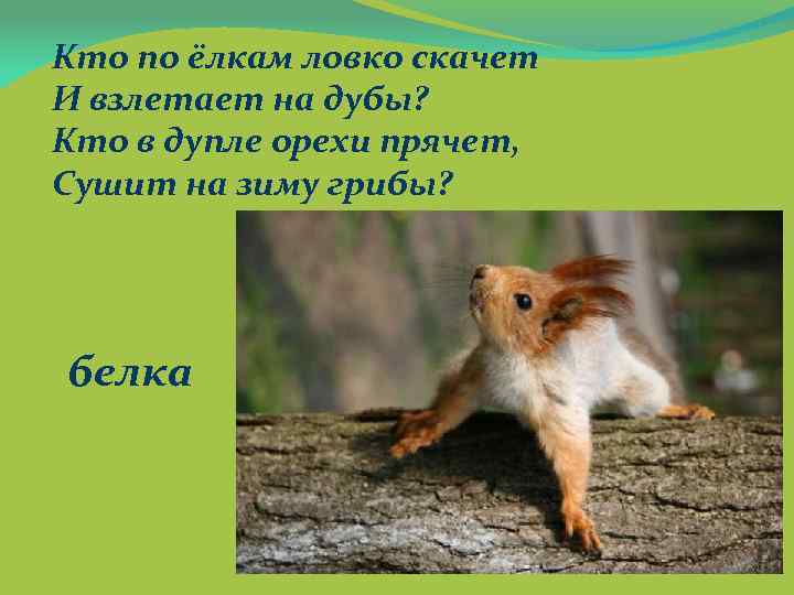 Кто по ёлкам ловко скачет И взлетает на дубы? Кто в дупле орехи прячет,