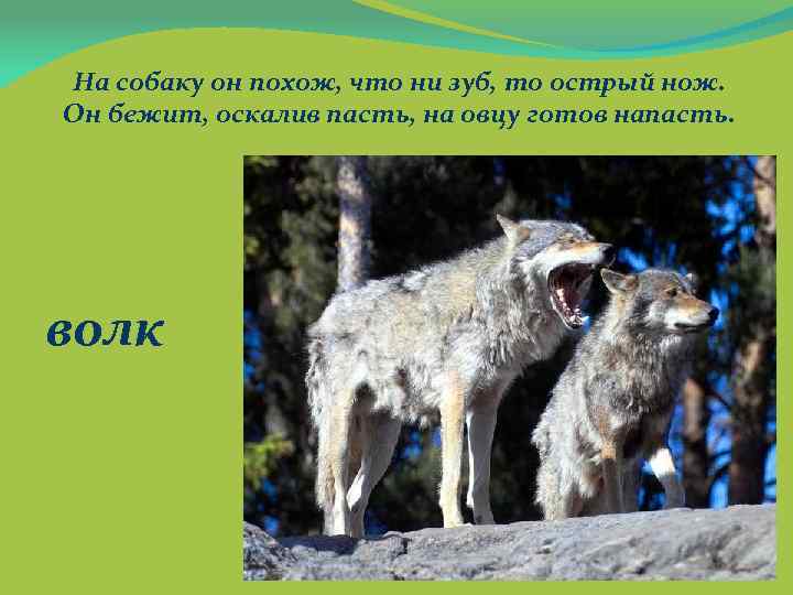 На собаку он похож, что ни зуб, то острый нож. Он бежит, оскалив пасть,