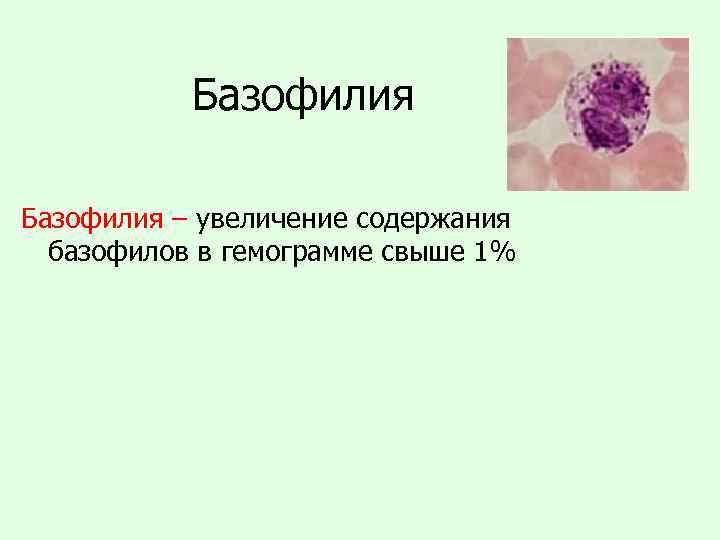 Базофилия – увеличение содержания базофилов в гемограмме свыше 1% 