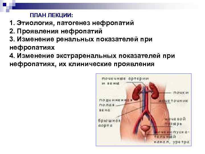 ПЛАН ЛЕКЦИИ: 1. Этиология, патогенез нефропатий 2. Проявления нефропатий 3. Изменение ренальных показателей при
