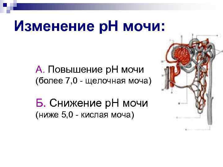 Изменение р. Н мочи: А. Повышение р. Н мочи (более 7, 0 - щелочная