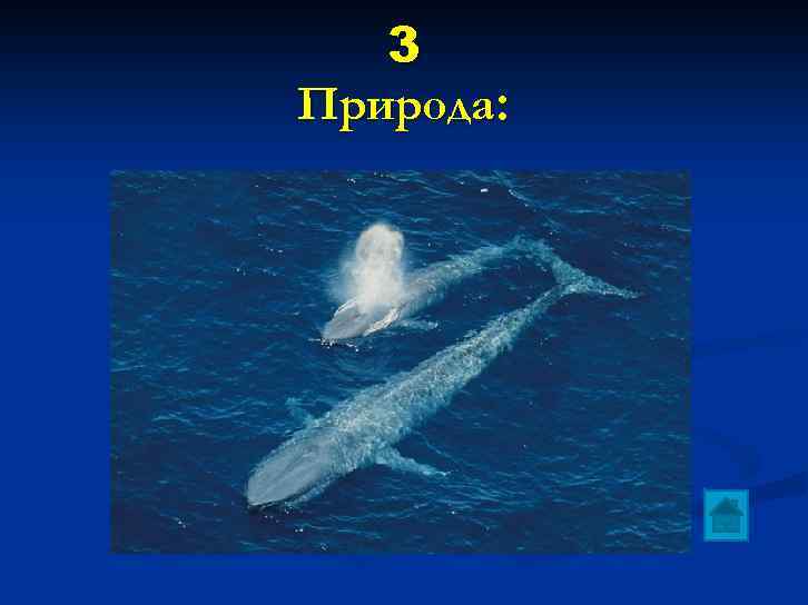 3 Природа: Самое крупное животное в мире. 