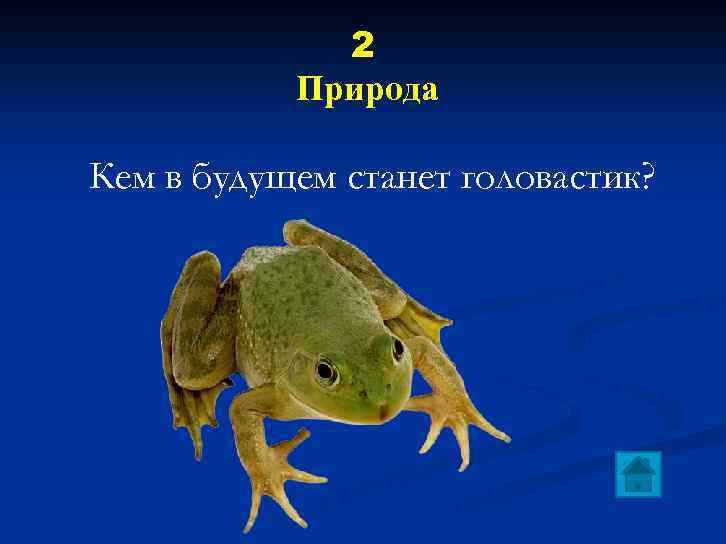 2 Природа Кем в будущем станет головастик? 