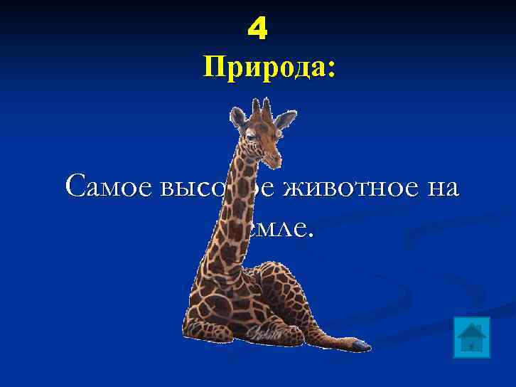 4 Природа: Самое высокое животное на Земле. 