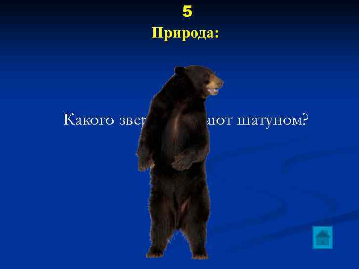 5 Природа: Какого зверя называют шатуном? 