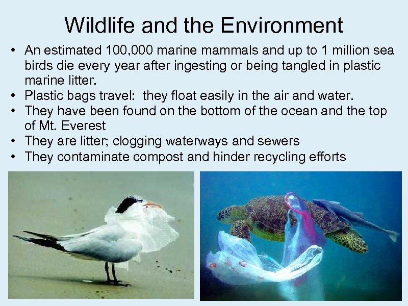 Wildlife and the Environment • An estimated 100, 000 marine mammals and up to