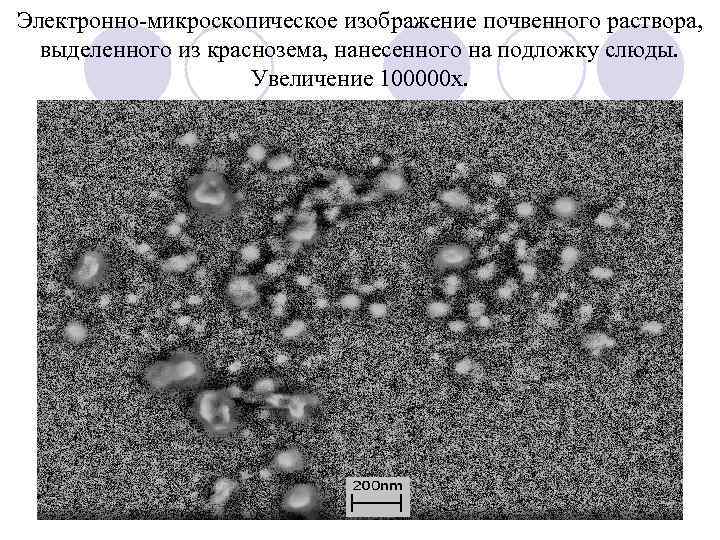 Электронно-микроскопическое изображение почвенного раствора, выделенного из краснозема, нанесенного на подложку слюды. Увеличение 100000 х.