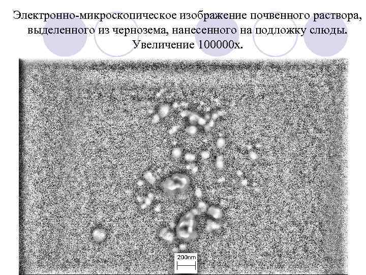 Электронно-микроскопическое изображение почвенного раствора, выделенного из чернозема, нанесенного на подложку слюды. Увеличение 100000 х.