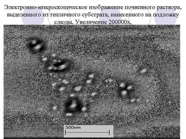 Электронно-микроскопическое изображение почвенного раствора, выделенного из тепличного субстрата, нанесенного на подложку слюды. Увеличение 200000