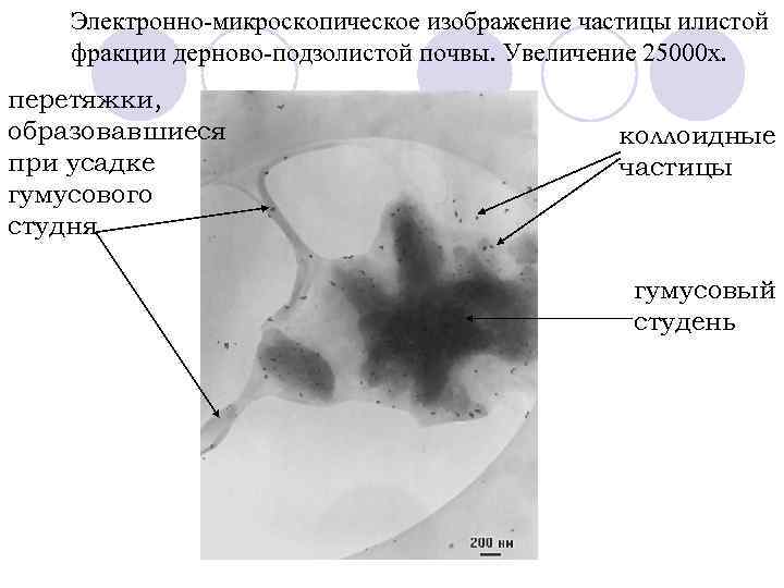 Электронно-микроскопическое изображение частицы илистой фракции дерново-подзолистой почвы. Увеличение 25000 х. перетяжки, образовавшиеся при усадке