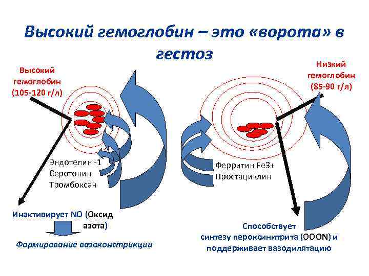 Высокий гемоглобин – это «ворота» в гестоз Низкий Высокий гемоглобин (105 -120 г/л) Эндотелин