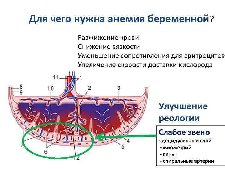 Для чего нужна анемия беременной? Разжижение крови Снижение вязкости Уменьшение сопротивления для эритроцитов Увеличение