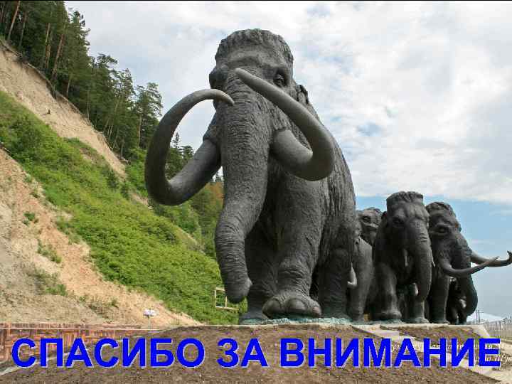 СПАСИБО ЗА ВНИМАНИЕ 