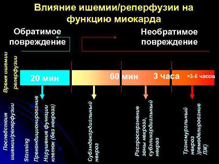 Обратимое повреждение 60 мин 3 часа Трансмуральный некроз )ремоделирование ЛЖ) реперфузии Время ишемии 20