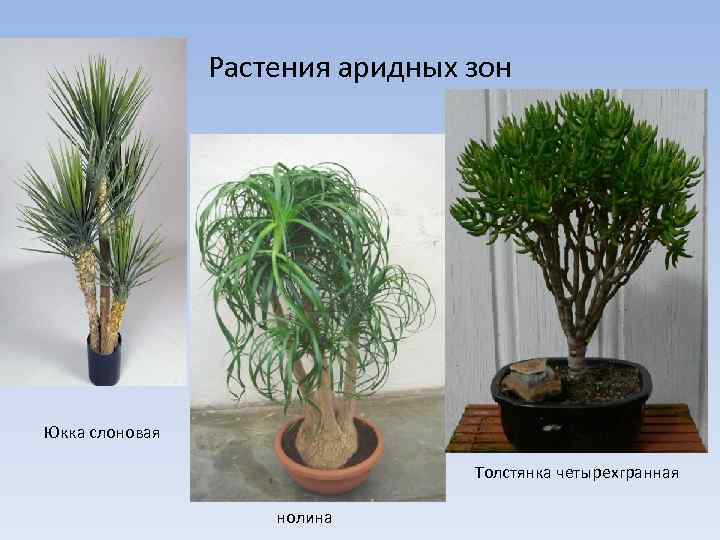 Растения аридных зон Юкка слоновая Толстянка четырехгранная нолина 