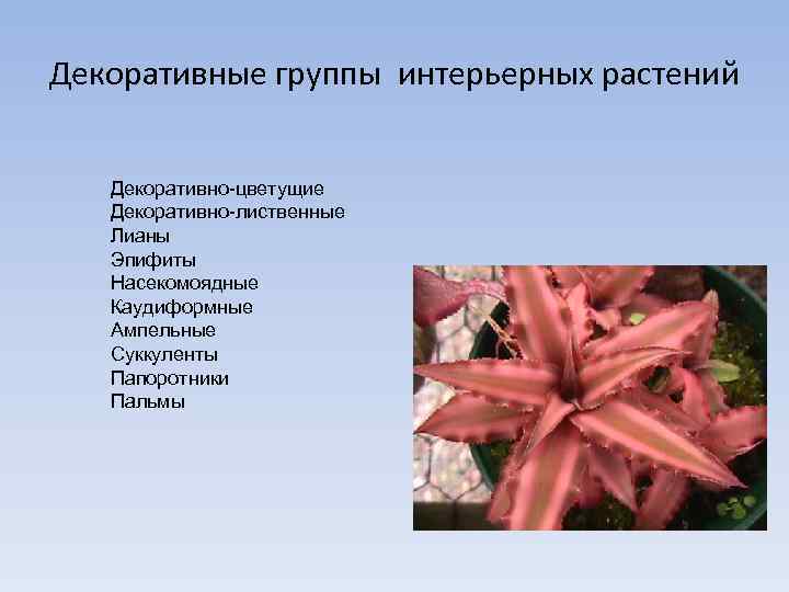 Декоративные группы интерьерных растений Декоративно-цветущие Декоративно-лиственные Лианы Эпифиты Насекомоядные Каудиформные Ампельные Суккуленты Папоротники Пальмы
