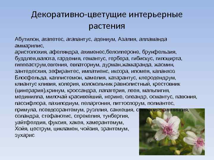 Декоративно-цветущие интерьерные растения Абутилон, агапетес, агапантус, адениум, Азалия, алламанда аммарилис, аристолохия, афеляндра, ахименес, белолпероне,