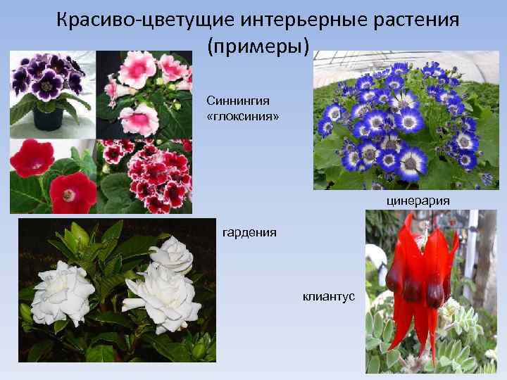 Красиво-цветущие интерьерные растения (примеры) Синнингия «глоксиния» цинерария гардения клиантус 
