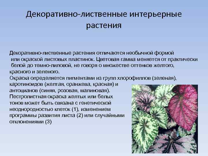 Декоративно-лиственные интерьерные растения Декоративно-лиственные растения отличаются необычной формой или окраской листовых пластинок. Цветовая гамма