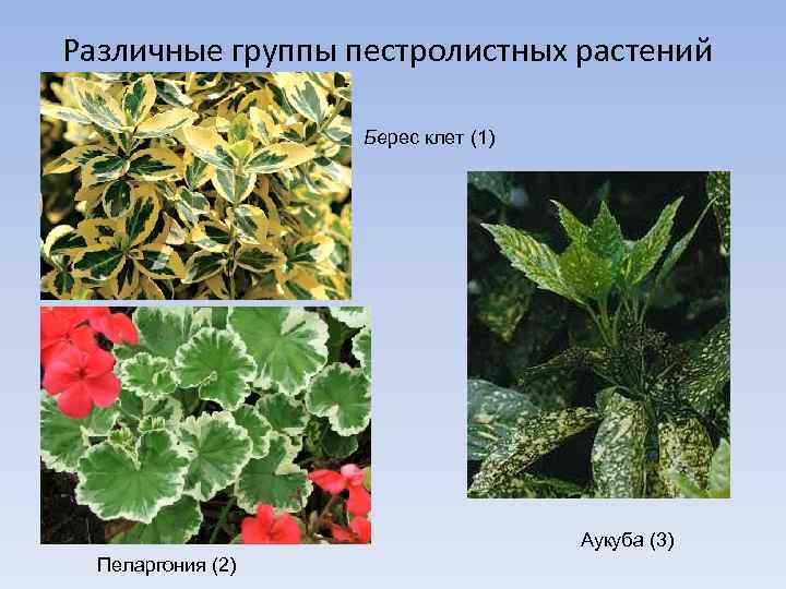 Различные группы пестролистных растений Берес клет (1) Аукуба (3) Пеларгония (2) 